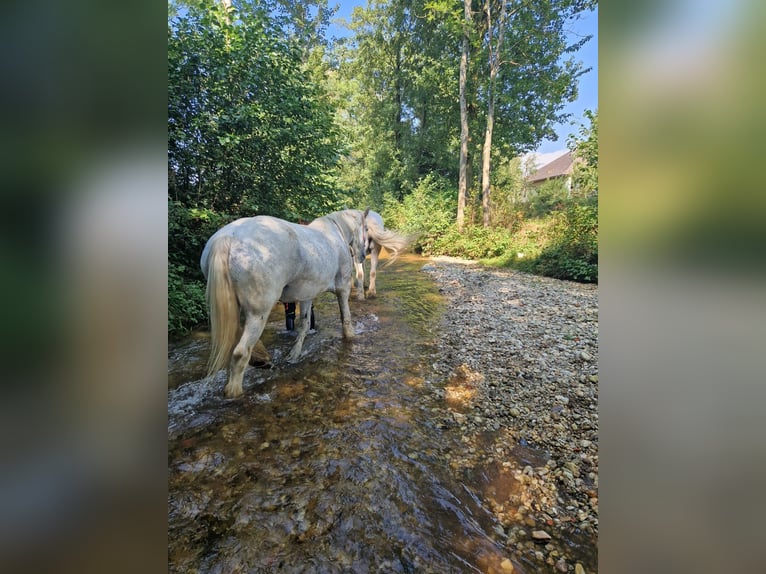 Shire Horse Mare 15 years 17,2 hh Grey in Ried im Innkreis
