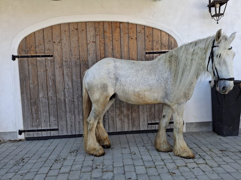 Shire Horse Mare 15 years 17,2 hh Grey in Ried im Innkreis