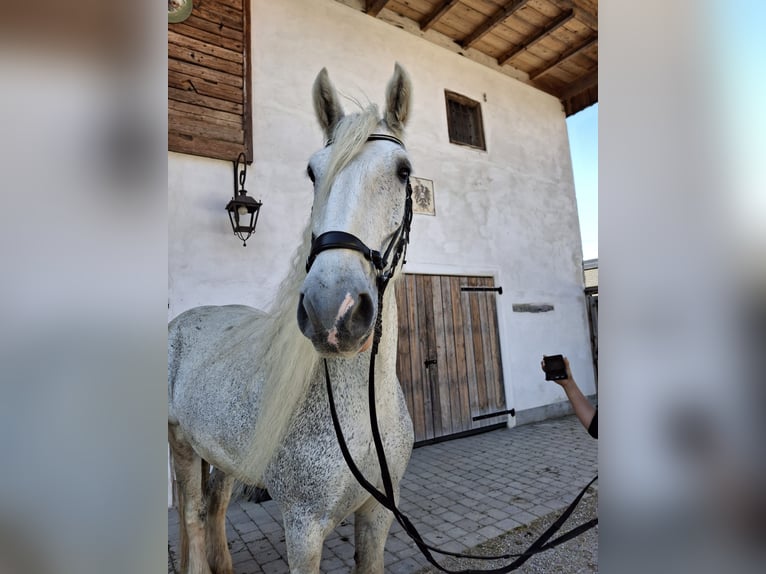 Shire Horse Mare 15 years 17,2 hh Grey in Ried im Innkreis