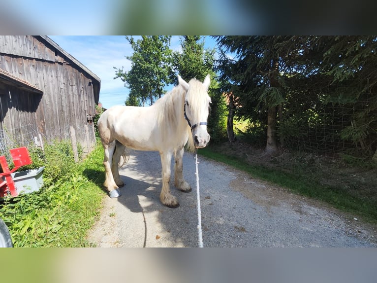 Shire Horse Mare 16 years 17.1 hh Grey in Ried im Innkreis