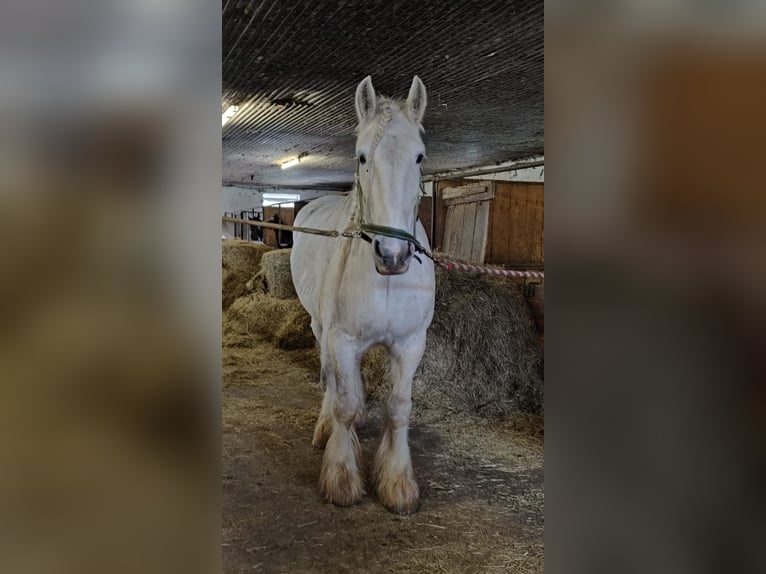 Shire Horse Mare 16 years 17.1 hh Grey in Ried im Innkreis