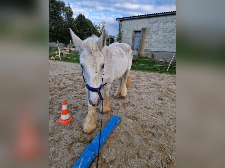 Shire Horse Mare 16 years 17,2 hh Grey in Ried im Innkreis Shire Horse Mare 16 years 17,2 hh Grey in Ried im Innkreis