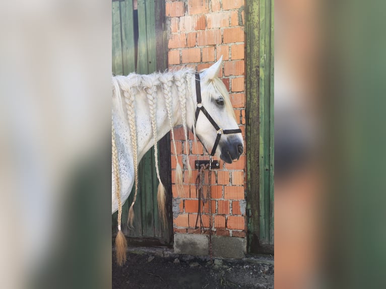Shire Horse Mare 16 years 17,2 hh Grey in Ried im Innkreis Shire Horse Mare 16 years 17,2 hh Grey in Ried im Innkreis