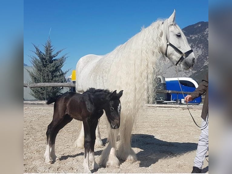 Shire Horse Mare 16 years 17,2 hh Grey in Ried im Innkreis Shire Horse Mare 16 years 17,2 hh Grey in Ried im Innkreis