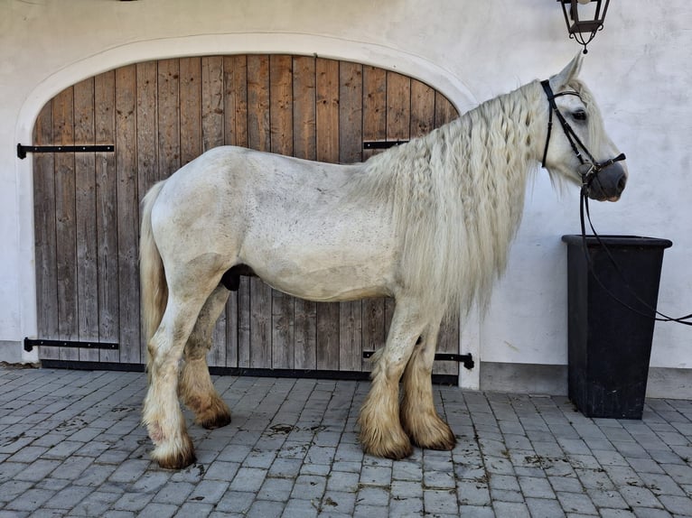 Shire Horse Mare 16 years 17,2 hh Grey in Ried im Innkreis Shire Horse Mare 16 years 17,2 hh Grey in Ried im Innkreis
