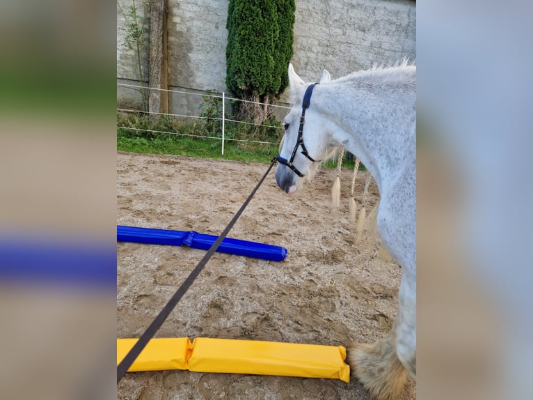 Shire Horse Mare 16 years 17,2 hh Grey in Ried im Innkreis Shire Horse Mare 16 years 17,2 hh Grey in Ried im Innkreis