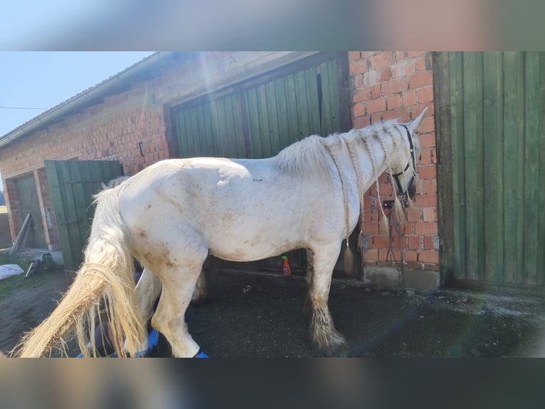 Shire Horse Mare 16 years 17,2 hh Grey in Ried im Innkreis Shire Horse Mare 16 years 17,2 hh Grey in Ried im Innkreis