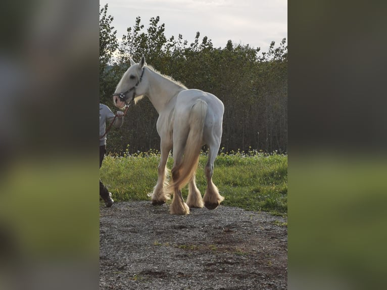 Shire Horse Mare 17 years 16.1 hh Grey in Ried im Innkreis