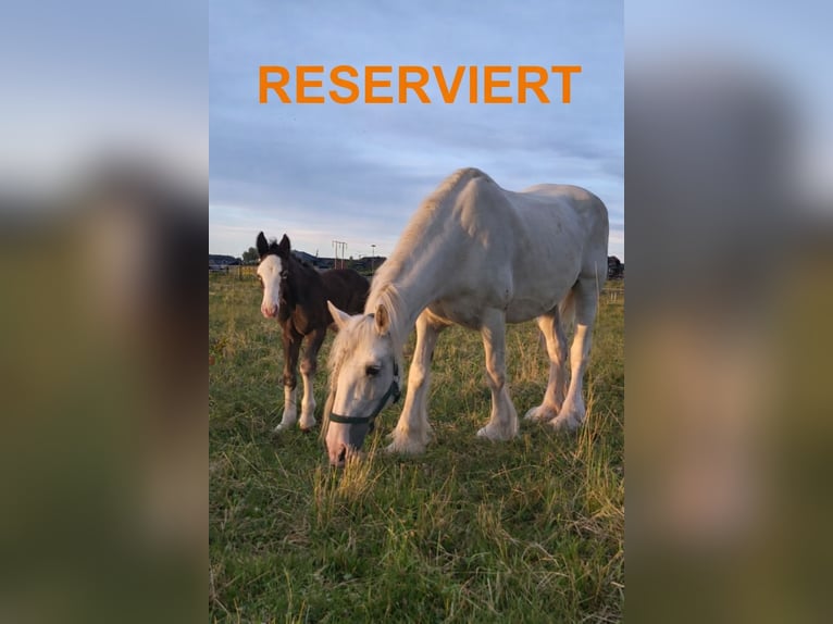 Shire Horse Mare 17 years 16,1 hh Grey in Ried im Innkreis