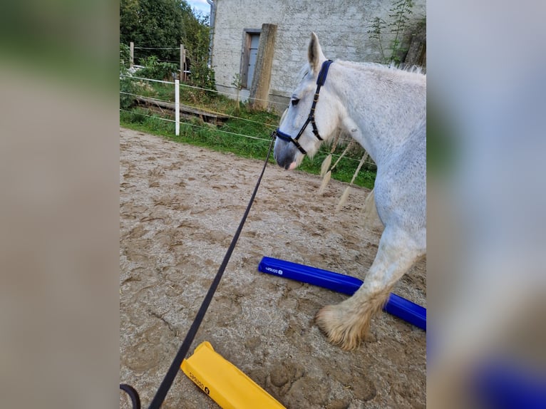 Shire Horse Mare 17 years 17 hh Grey in Ried im Innkreis