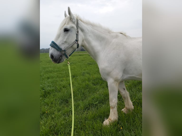 Shire Horse Mare 17 years 17,2 hh Grey in Ried im Innkreis