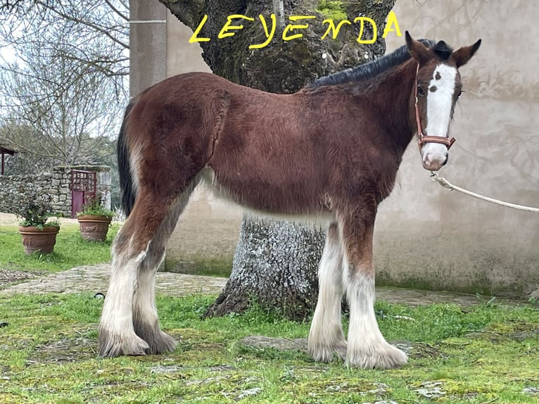 Shire Horse Mare 1 year 14.3 hh Brown in Casales, Los (Finca)