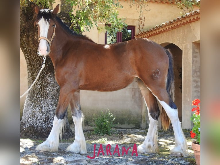 Shire Horse Mare 1 year 15,1 hh Chestnut in Yecla De Yeltes