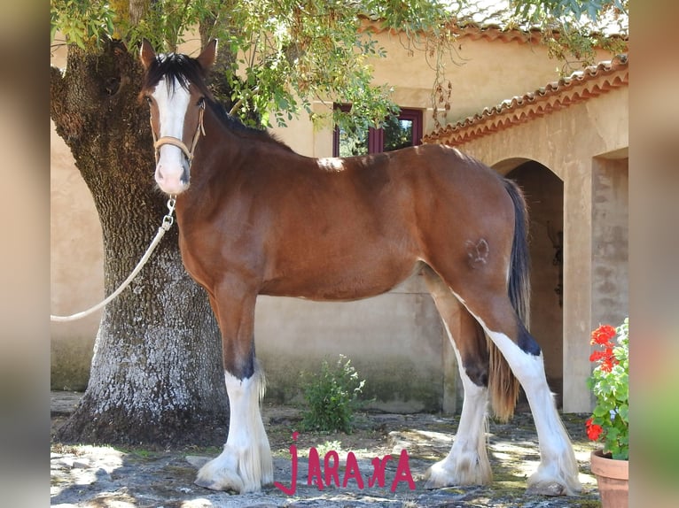 Shire Horse Mare 1 year 15,1 hh Chestnut in Yecla De Yeltes