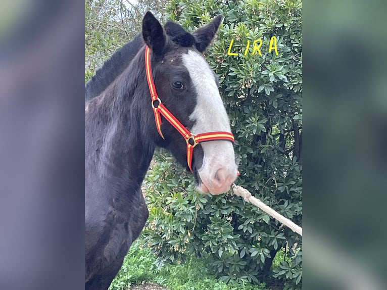 Shire Horse Mare 1 year 15,1 hh Black in FINCA LOS CAÑALES