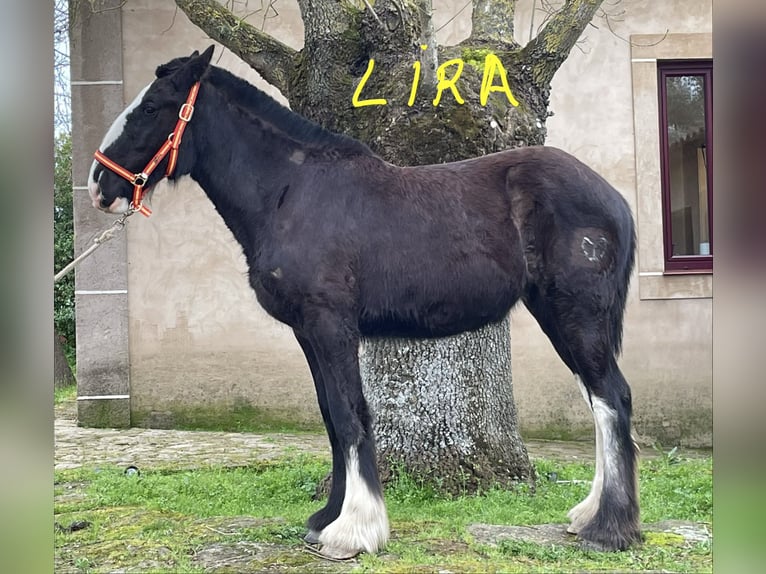 Shire Horse Mare 1 year 15,1 hh Black in FINCA LOS CAÑALES
