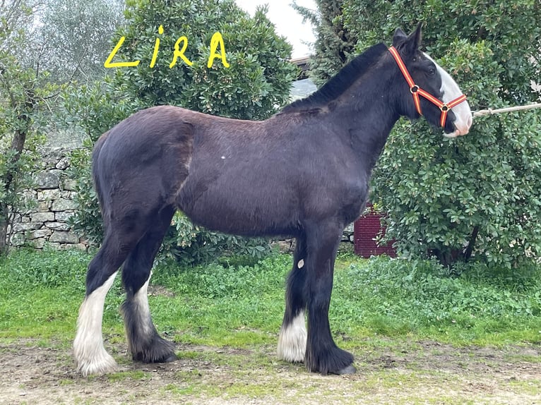 Shire Horse Mare 1 year 15,1 hh Black in FINCA LOS CAÑALES