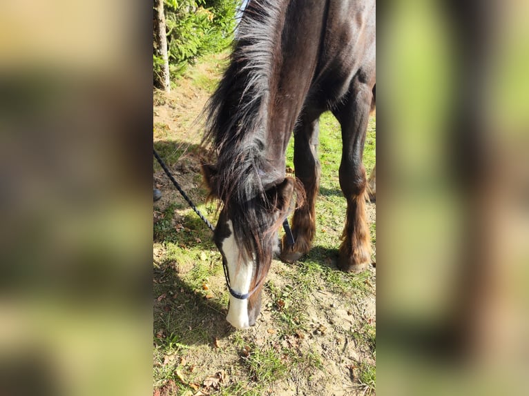 Shire Horse Mare 1 year 16,2 hh Bay-Dark in Ried im Innkreis