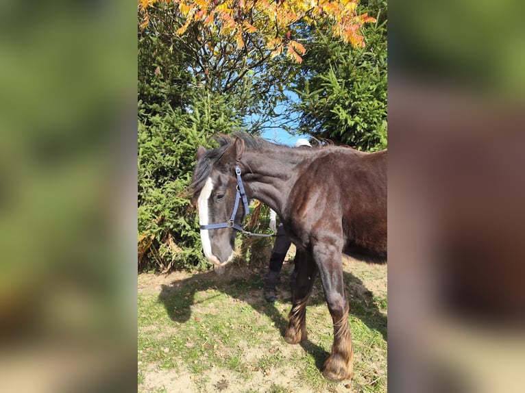 Shire Horse Mare 1 year 16,2 hh Bay-Dark in Ried im Innkreis