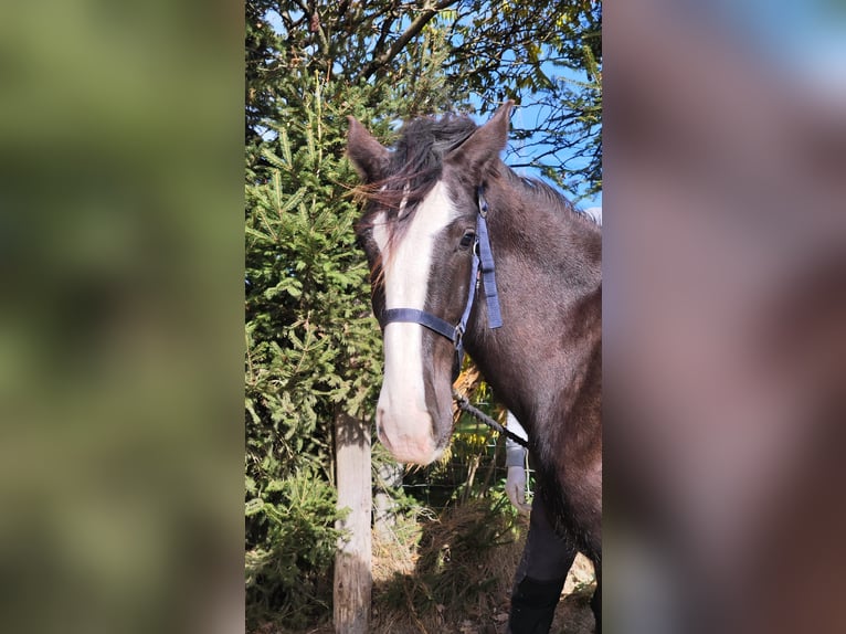 Shire Horse Mare 1 year 16,2 hh Bay-Dark in Ried im Innkreis