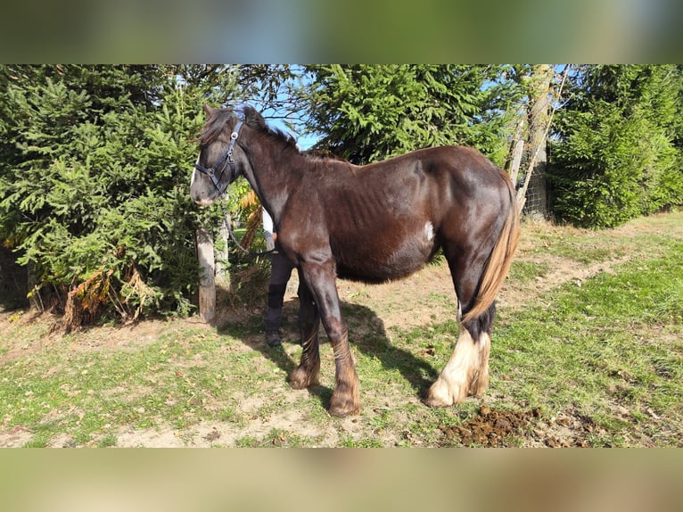 Shire Horse Mare 1 year 16,2 hh Bay-Dark in Ried im Innkreis