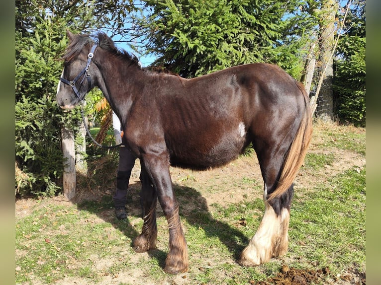 Shire Horse Mare 1 year 16,2 hh Bay-Dark in Ried im Innkreis