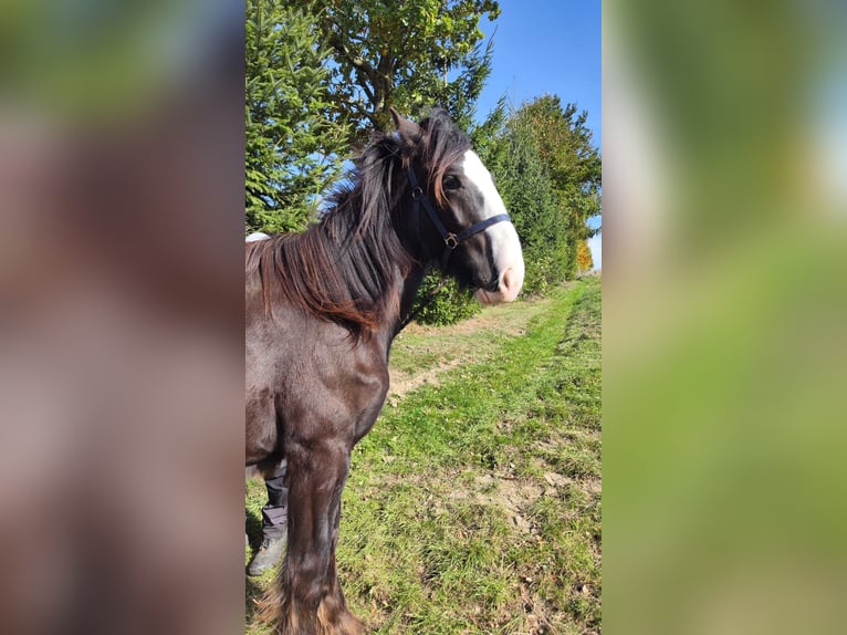 Shire Horse Mare 1 year 16,2 hh Bay-Dark in Ried im Innkreis
