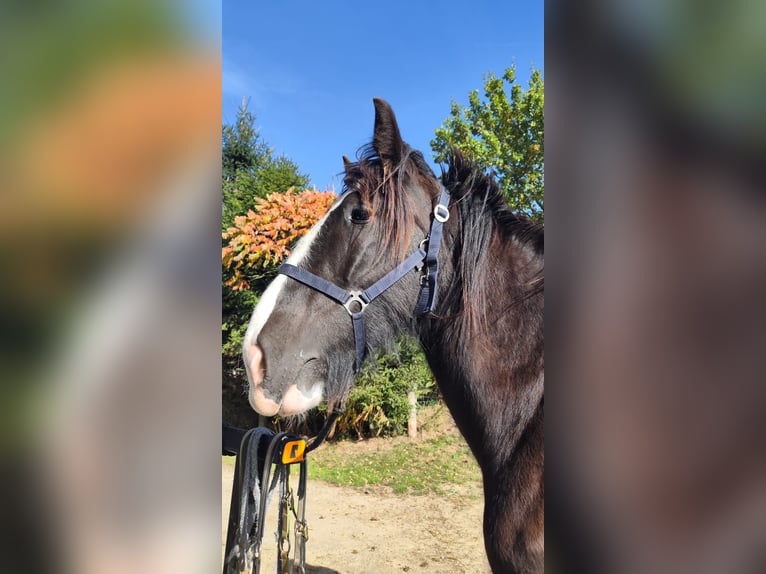 Shire Horse Mare 1 year 16,2 hh Bay-Dark in Ried im Innkreis