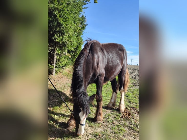 Shire Horse Mare 1 year 16,2 hh Bay-Dark in Ried im Innkreis