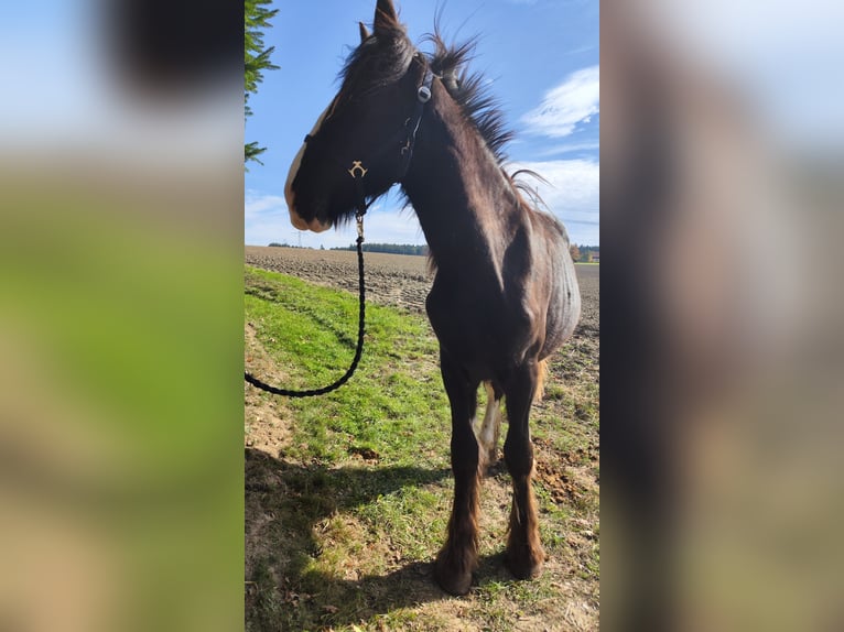 Shire Horse Mare 1 year 16,2 hh Bay-Dark in Ried im Innkreis