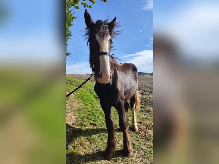 Shire Horse Mare 1 year 16,2 hh Bay-Dark in Ried im Innkreis