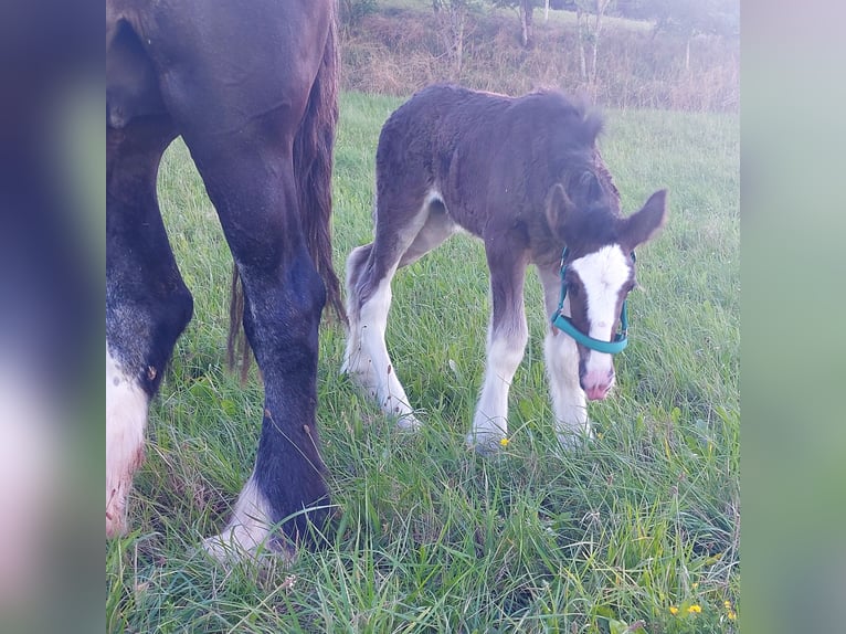 Shire Horse Mare 1 year 17,2 hh Brown in Salzburg