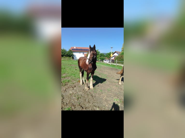 Shire Horse Mare 1 year 17,2 hh Brown in Salzburg