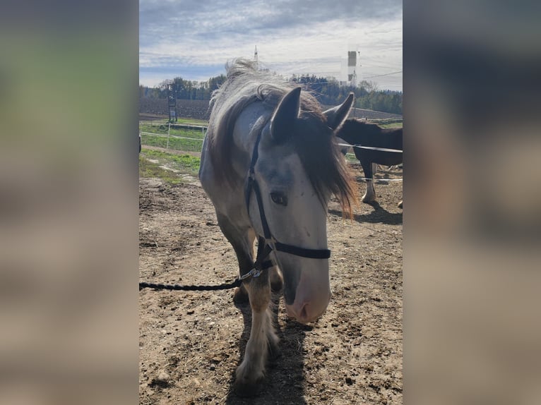 Shire Horse Mare 1 year 17,2 hh Grey in Ried im Innkreis