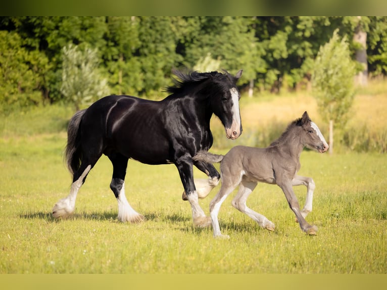 Shire Horse Mare 1 year 18 hh Black in Łobez