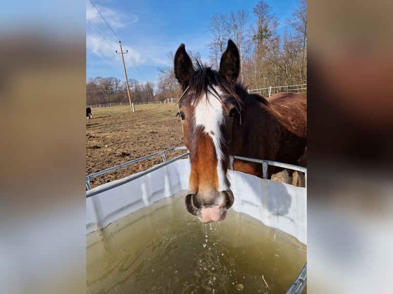 Shire Horse Mare 1 year 18 hh Brown in Bad F&#xFC;ssing