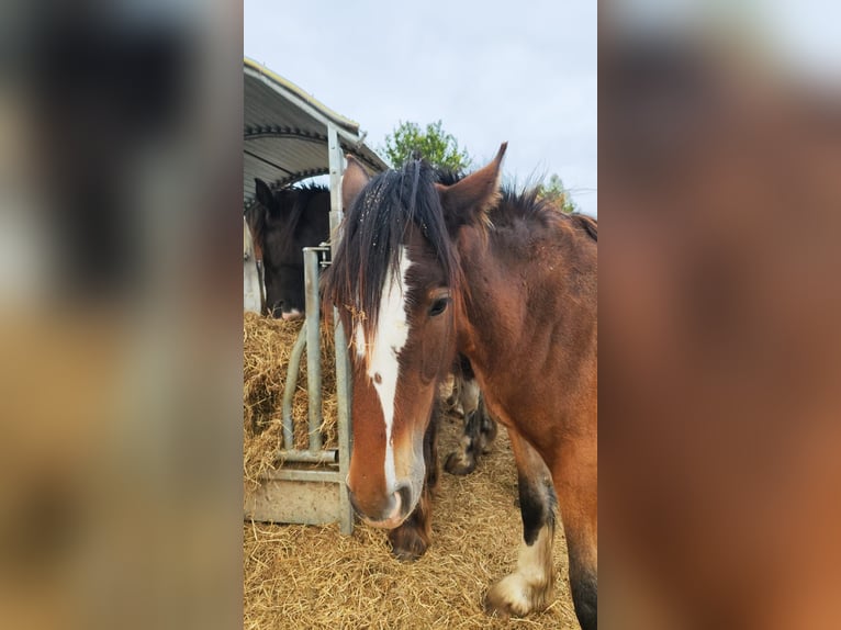 Shire Horse Mare 1 year 18 hh Brown in Ried im Innkreis