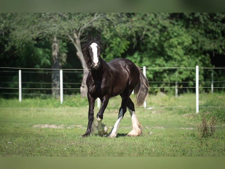 Shire Horse Mare 1 year 18 hh Pinto in Kolberg