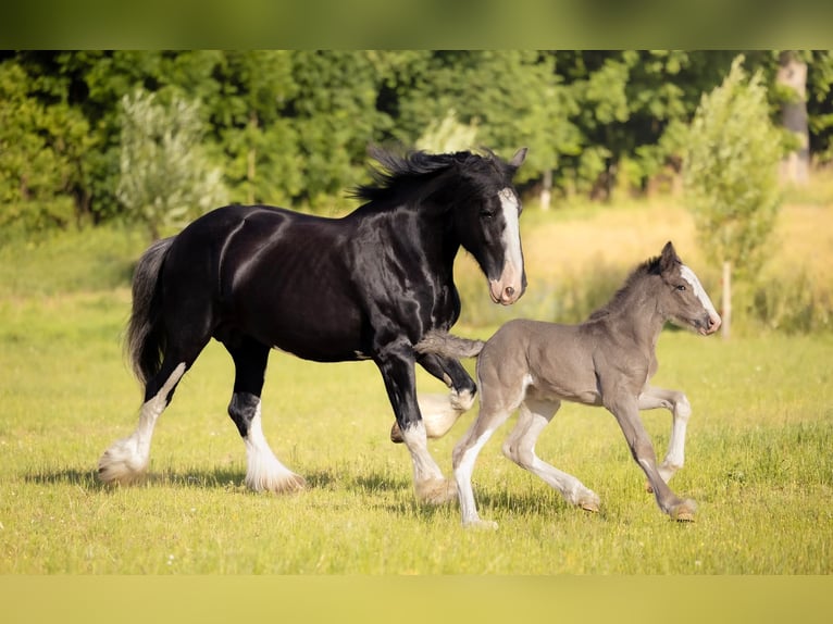 Shire Horse Mare 1 year 18 hh Pinto in Kolberg
