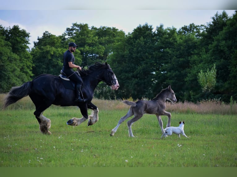 Shire Horse Mare 1 year 18 hh Pinto in Kolberg