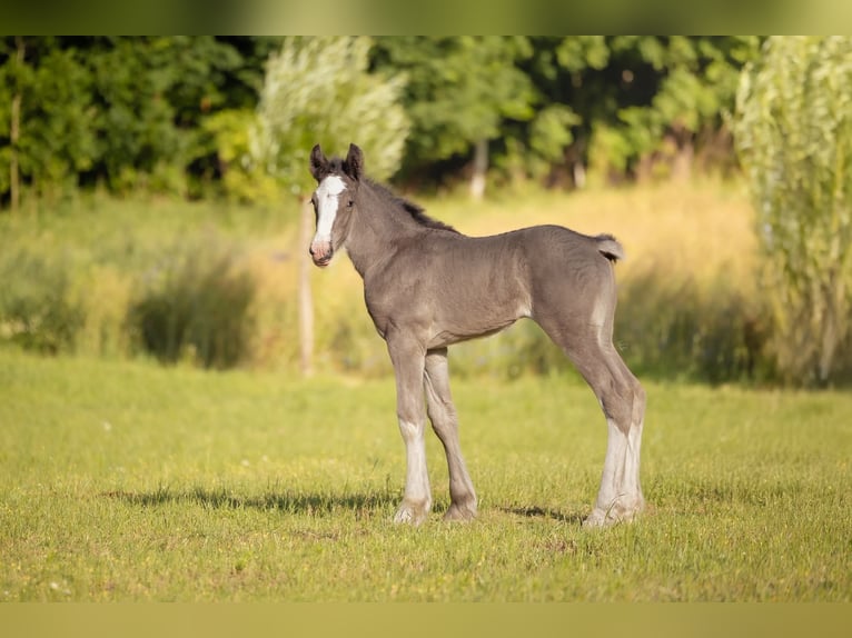 Shire Horse Mare 1 year 18 hh Pinto in Kolberg