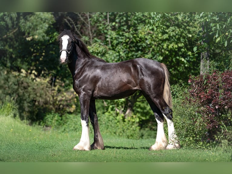 Shire Horse Mare 1 year 18 hh Pinto in Kolberg