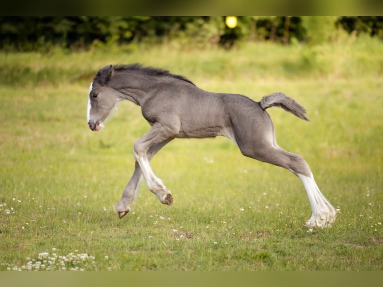 Shire Horse Mare 1 year 18 hh Pinto in Kolberg