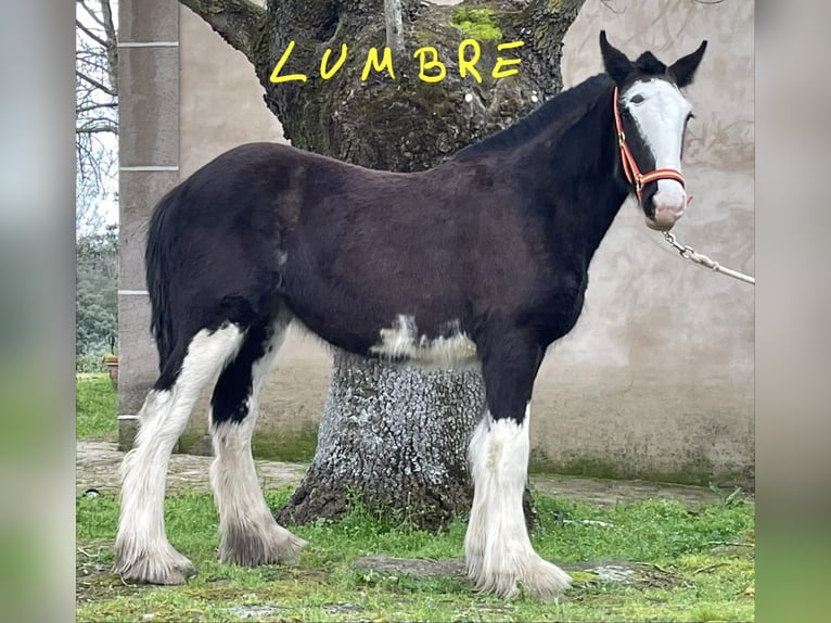 Shire Horse Mare 1 year  in YECLA DE YELTES