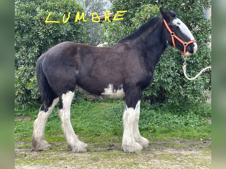 Shire Horse Mare 1 year  in YECLA DE YELTES
