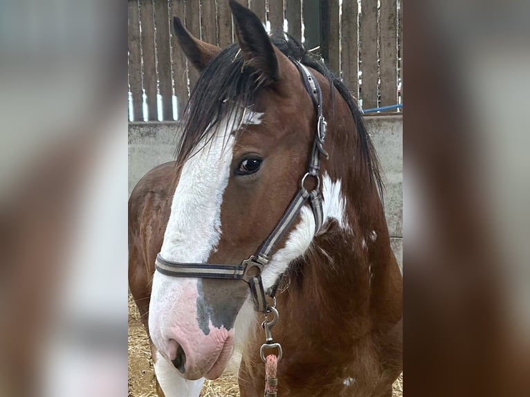 Shire Horse Mare 1 year in whitegate Shire Horse Mare 1 year in whitegate