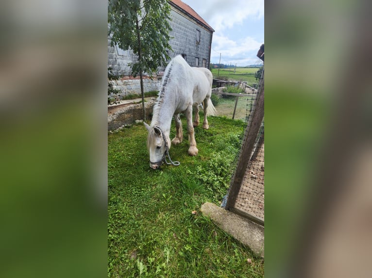 Shire Horse Mare 23 years 17,2 hh Grey in Ried im Innkreis