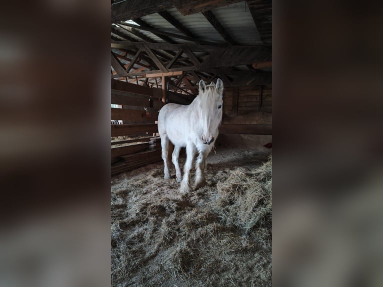Shire Horse Mare 24 years 17.2 hh Grey in Ried im Innkreis