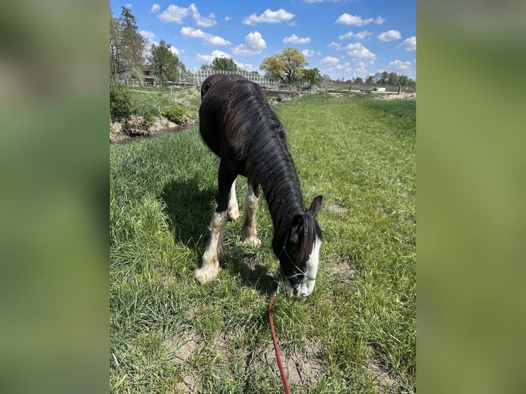Shire Horse Mare 2 years 16.2 hh Black in Biberach an der Riß Bergerhausen