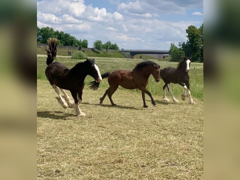 Shire Horse Mare 2 years 16.2 hh Black in Biberach an der Riß Bergerhausen